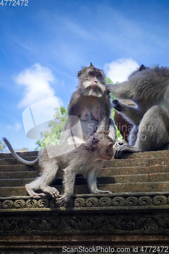 Image of Monkeys on a temple roof in the Monkey Forest, Ubud, Bali, Indon