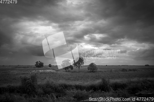 Image of Field in the storm, Chiang Mai, Thailand