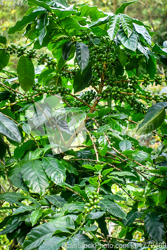 Image of Coffee plantation near Chiang Mai, Thailand