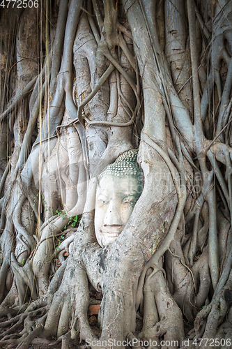 Image of Buddha Head in Tree Roots, Wat Mahathat, Ayutthaya, Thailand