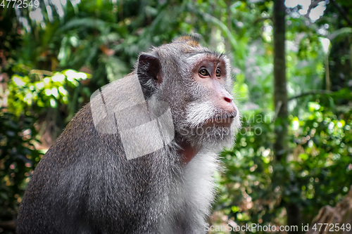 Image of Monkey in the Monkey Forest, Ubud, Bali, Indonesia