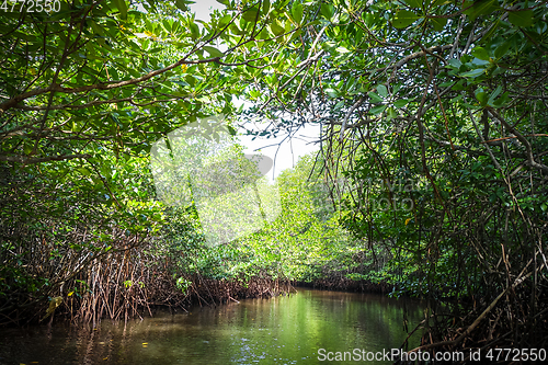 Image of Mangrove in Nusa Lembongan island, Bali, Indonesia