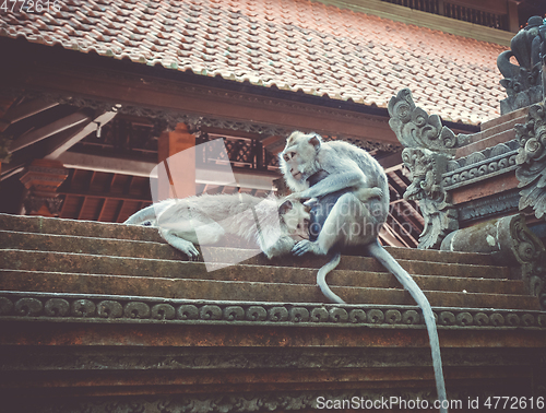 Image of Monkeys on a temple roof in the Monkey Forest, Ubud, Bali, Indon