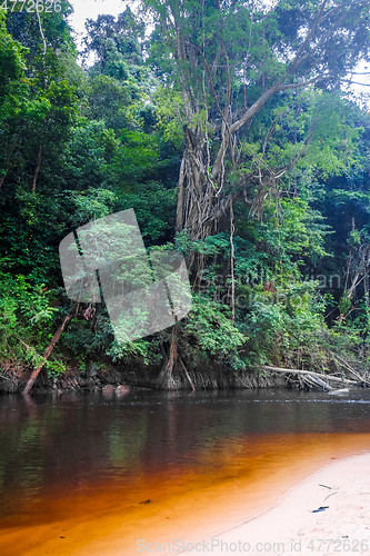 Image of River in Jungle rainforest Taman Negara national park, Malaysia