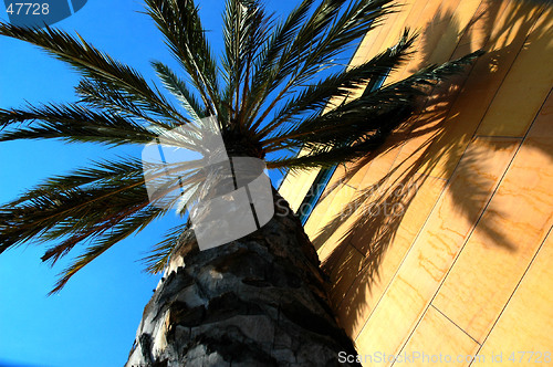 Image of palm tree