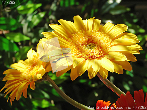 Image of Yellow Gerber Flower