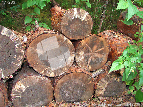 Image of Logs for wood industry