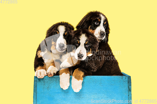 Image of Studio shot of berner sennenhund puppies on yellow studio background