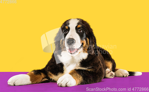 Image of Studio shot of berner sennenhund puppy on yellow studio background