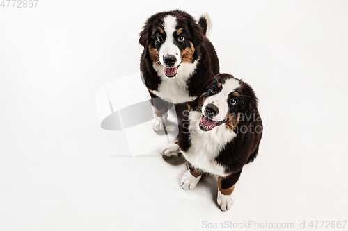 Image of Studio shot of berner sennenhund puppies on white studio background