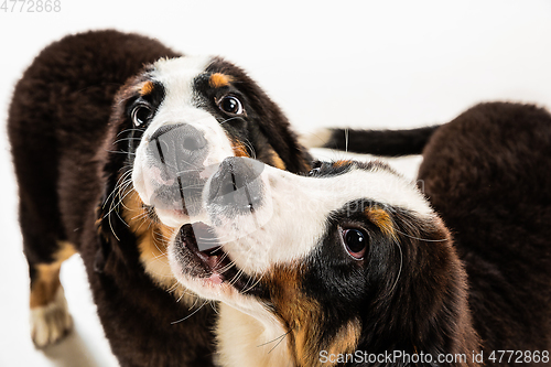 Image of Studio shot of berner sennenhund puppies on white studio background