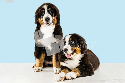 Image of Studio shot of berner sennenhund puppies on blue studio background