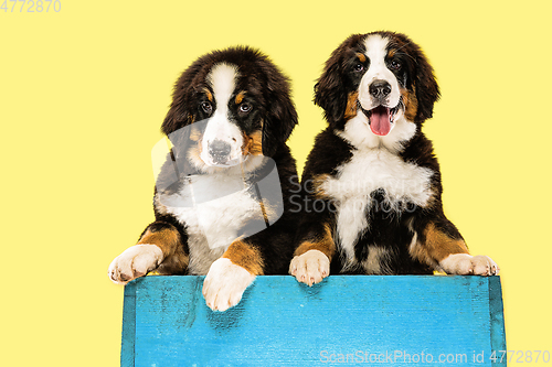 Image of Studio shot of berner sennenhund puppies on yellow studio background