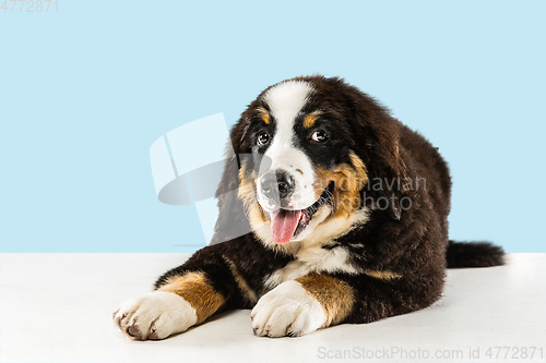 Image of Studio shot of berner sennenhund puppy on blue studio background