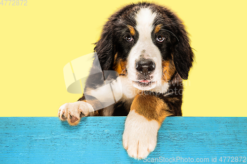 Image of Studio shot of berner sennenhund puppy on yellow studio background