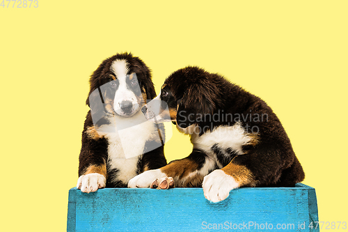 Image of Studio shot of berner sennenhund puppies on yellow studio background