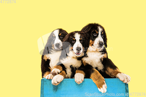 Image of Studio shot of berner sennenhund puppies on yellow studio background