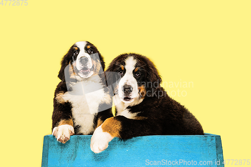 Image of Studio shot of berner sennenhund puppies on yellow studio background