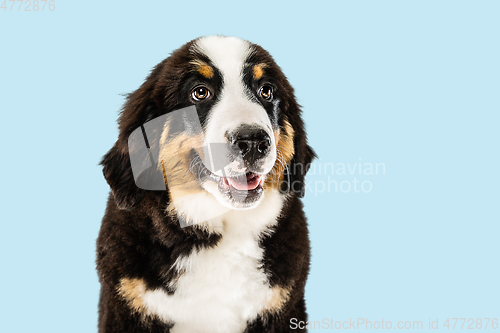 Image of Studio shot of berner sennenhund puppy on blue studio background