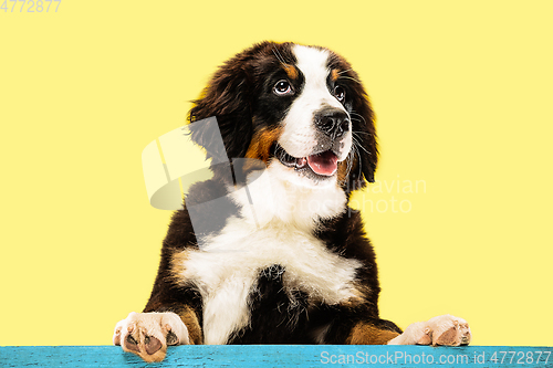 Image of Studio shot of berner sennenhund puppy on yellow studio background