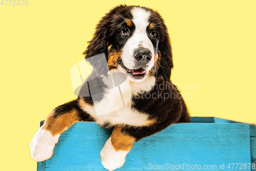 Image of Studio shot of berner sennenhund puppy on yellow studio background