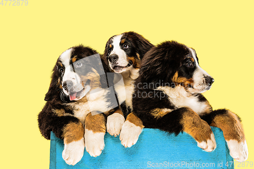 Image of Studio shot of berner sennenhund puppies on yellow studio background