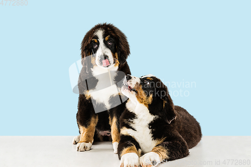 Image of Studio shot of berner sennenhund puppies on blue studio background