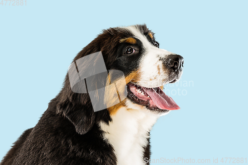 Image of Studio shot of berner sennenhund puppy on blue studio background