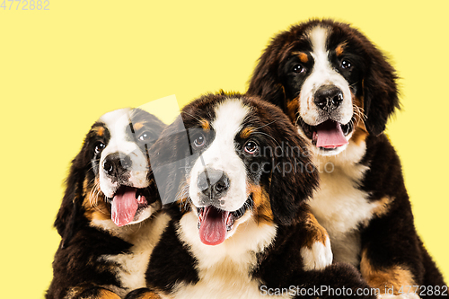 Image of Studio shot of berner sennenhund puppies on yellow studio background