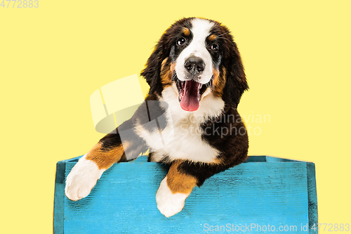 Image of Studio shot of berner sennenhund puppy on yellow studio background