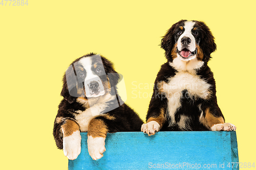 Image of Studio shot of berner sennenhund puppies on yellow studio background