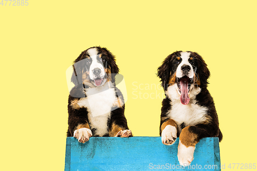 Image of Studio shot of berner sennenhund puppies on yellow studio background