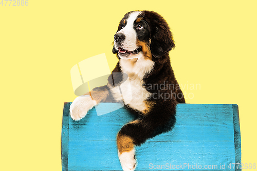 Image of Studio shot of berner sennenhund puppy on yellow studio background