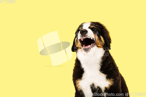 Image of Studio shot of berner sennenhund puppy on yellow studio background