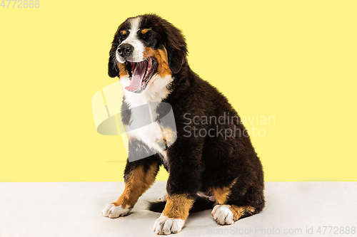 Image of Studio shot of berner sennenhund puppy on yellow studio background