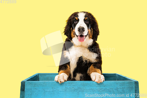 Image of Studio shot of berner sennenhund puppy on yellow studio background