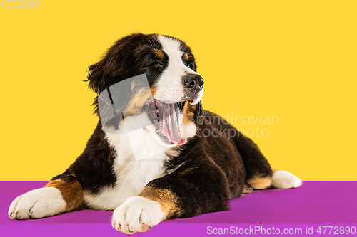 Image of Studio shot of berner sennenhund puppy on yellow studio background