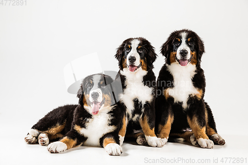 Image of Studio shot of berner sennenhund puppies on white studio background