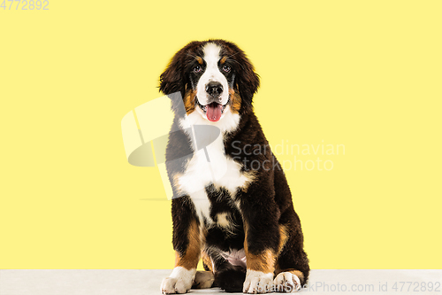 Image of Studio shot of berner sennenhund puppy on yellow studio background