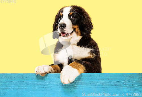 Image of Studio shot of berner sennenhund puppy on yellow studio background