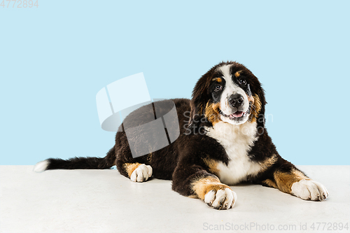 Image of Studio shot of berner sennenhund puppy on blue studio background