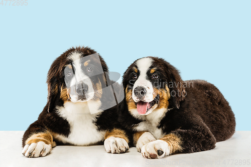 Image of Studio shot of berner sennenhund puppies on blue studio background
