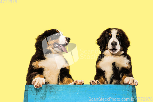 Image of Studio shot of berner sennenhund puppies on yellow studio background