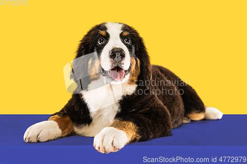 Image of Studio shot of berner sennenhund puppy on yellow studio background