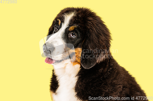 Image of Studio shot of berner sennenhund puppy on yellow studio background