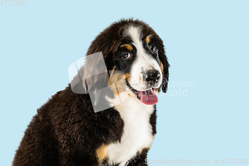 Image of Studio shot of berner sennenhund puppy on blue studio background