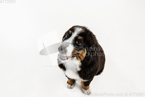 Image of Studio shot of berner sennenhund puppy on white studio background