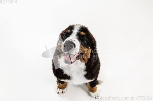 Image of Studio shot of berner sennenhund puppy on white studio background