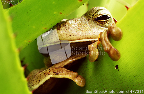 Image of Tropical frog in green bromeliad