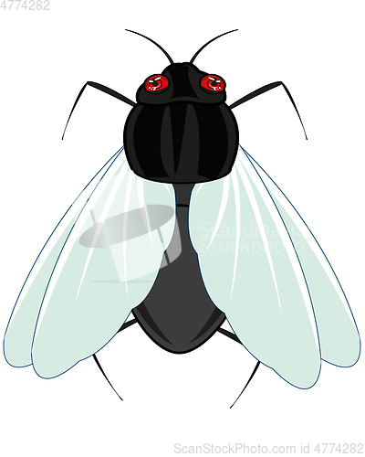 Image of Insect fly on white background is insulated